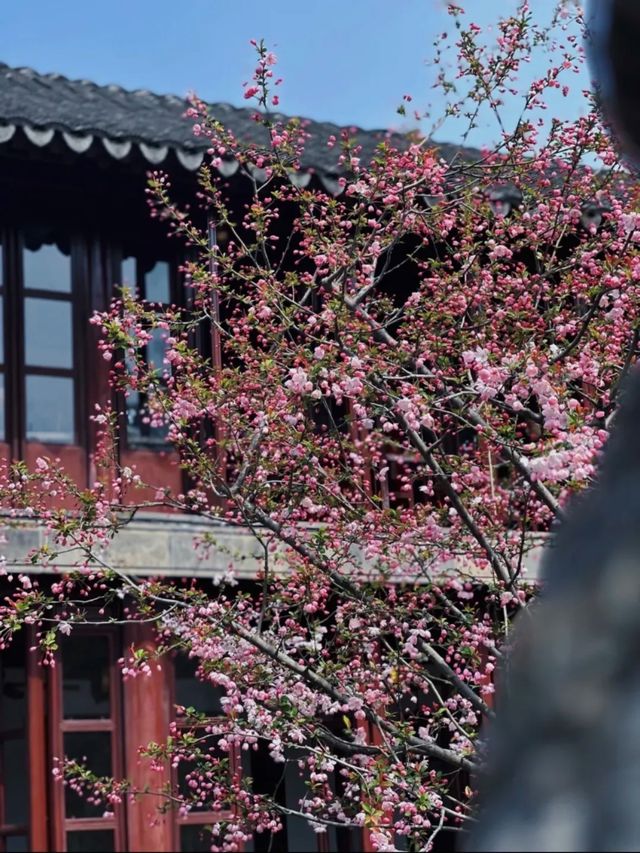 蘇州8座小眾園林的春和景明附賞花遊路線