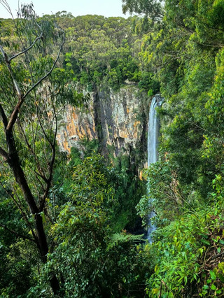 Queensland's Emerald City|Springbrook National Park