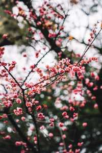 成都｜呢個公園免費賞梅！地鐵直達！