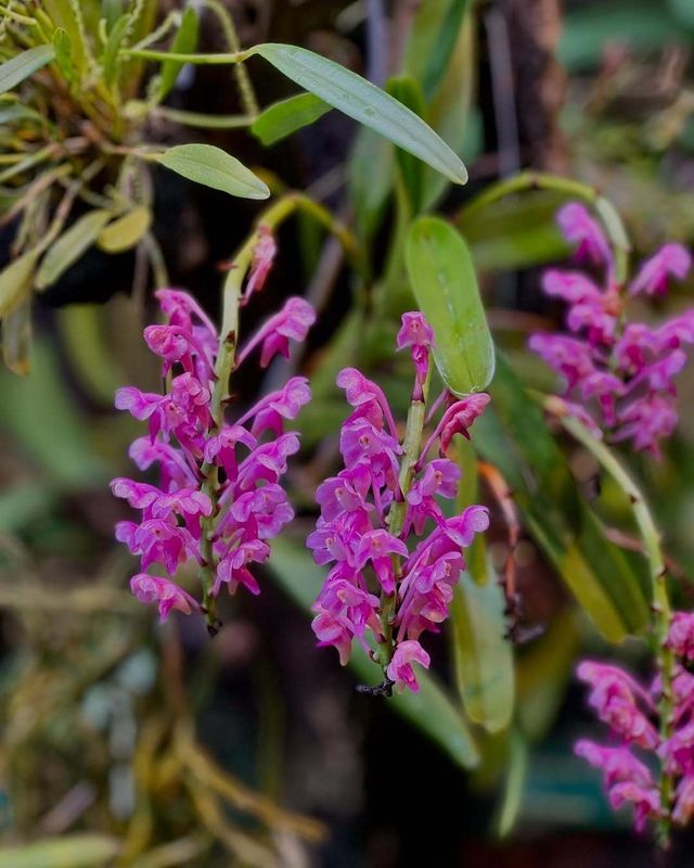 探秘圖爾庫植物園：北歐的綠色仙境 