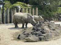 Auckland Zoo For Year Of the Snake, So Many Happy Animals!