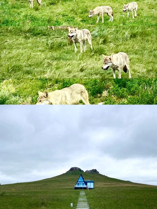 《狼圖騰》影視拍攝基地：草原上的狼性
