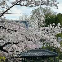 🌸漫步京都哲學之道，邂逅春日爛漫櫻花