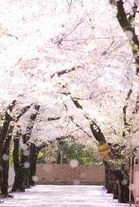 日本賞櫻期更新🌸別再做「櫻花難民」啦