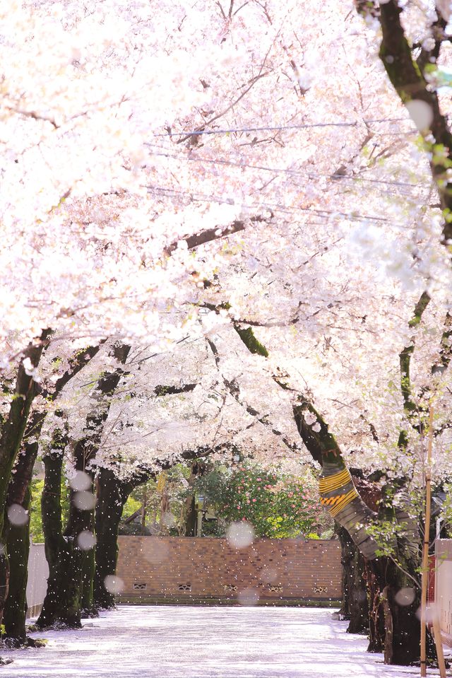 日本賞櫻期更新🌸別再做「櫻花難民」啦