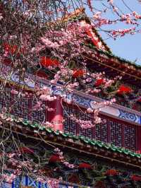 3月6日實拍絕美禪源寺玉蘭花開70%
