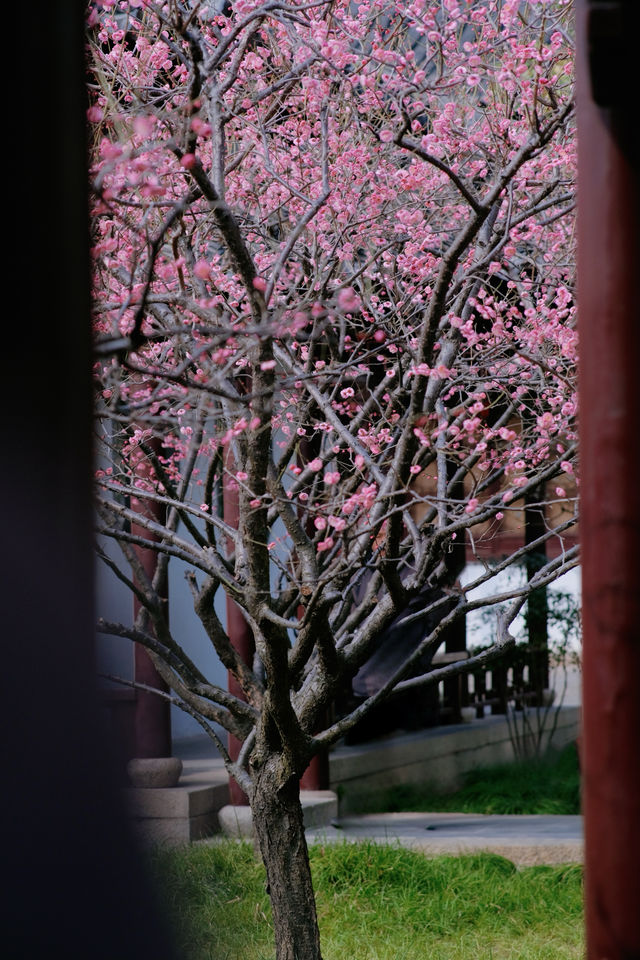 可園賞梅帶你尋找古典園林的浪漫