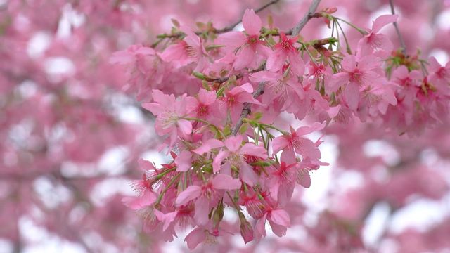 成都漫花莊園全攻略｜花海秘境與四季浪漫之旅