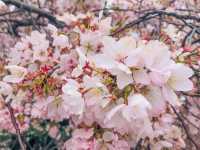 3 月遊 DC，請留一天給華盛頓賞櫻