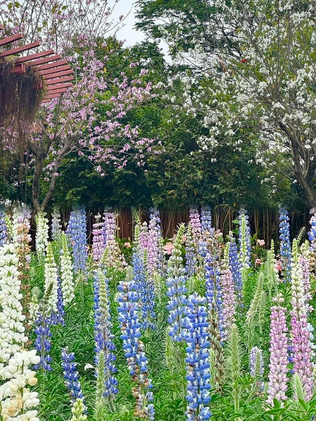 闖進春日油畫！佛山限定魯冰花花海