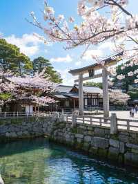 赴廣島之約，共賞四日櫻花爛漫