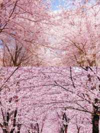 貴州平壩櫻花園的3-4月賞花攻略，賞花不迷路