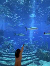 三亞這個不用花錢的水族館，真的讓人上頭！