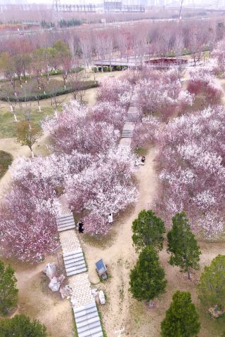 There's a breathtaking peach blossom forest in full bloom in Zhengzhou.