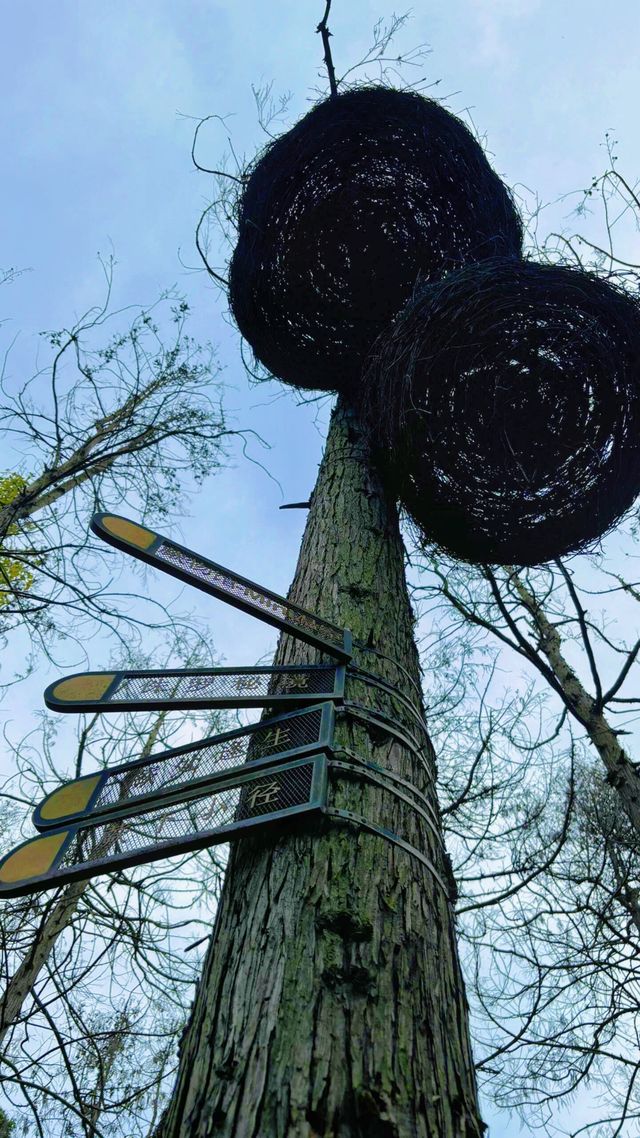 東平國家森林公園：如何避開旅遊高峰期？