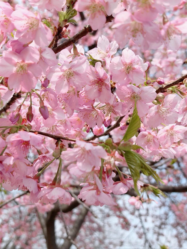 🌸 上海辰山植物園的河津櫻開了！ 