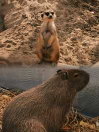 北京野生動物園遊玩新攻略