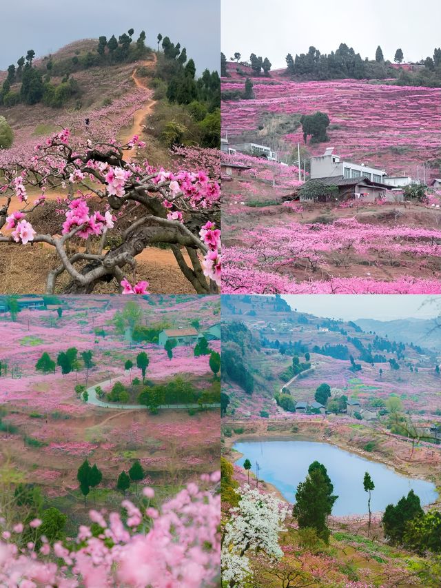 成都龍泉山 |3 - 4月來真香，邂逅浪漫春日之旅！
