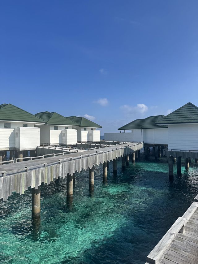 馬代芙拉瓦麗島6日 美哭了不想回家