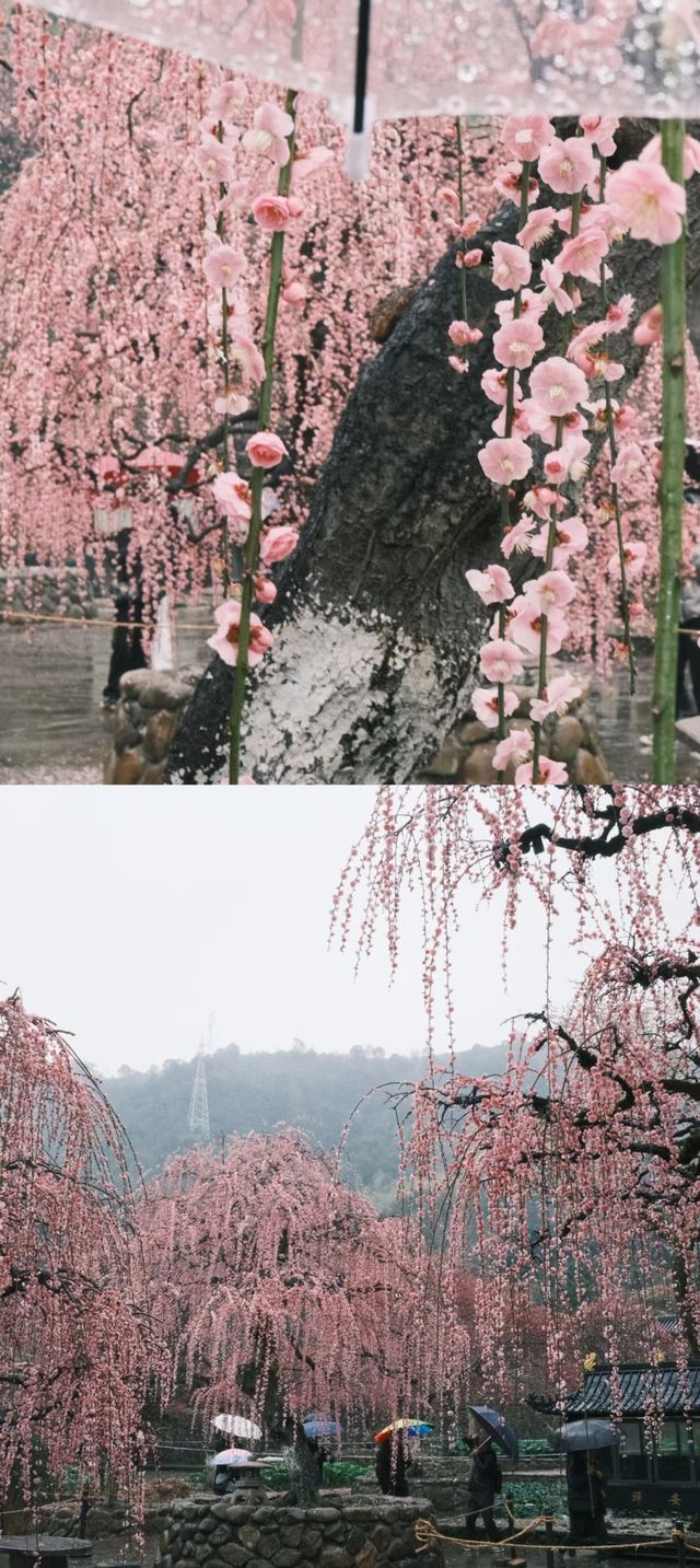 雨中龍梅 嬌美靜謐