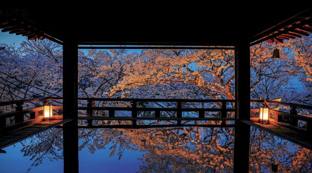 2024 Japan Cherry Blossom Season Summary (Recommendations and Avoidances)