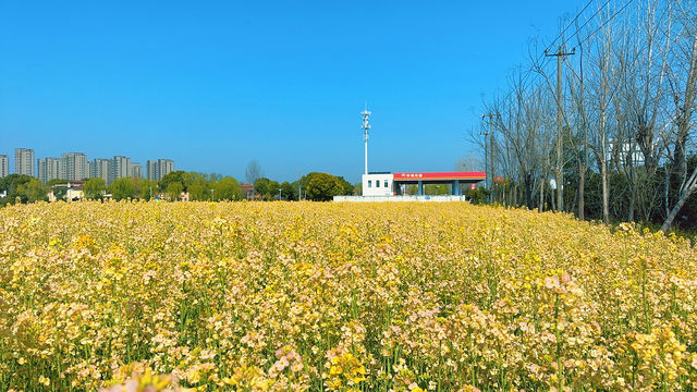 上海｜免費的油菜花也太好看了