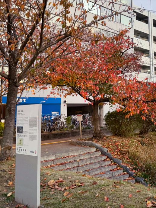 舞鶴公園福岡城一日遊｜時空之旅🚇⛲