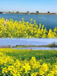 漢中油菜花已盛開！內附9個精品觀花點