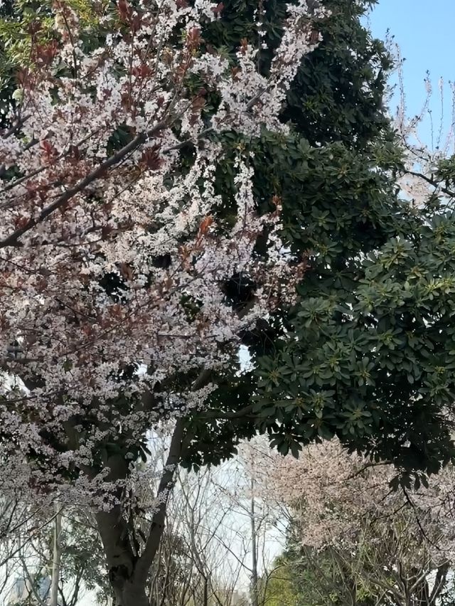 西湖公園踏春聖地