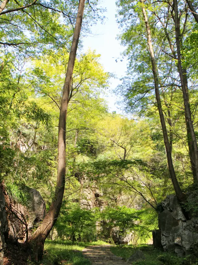 난징 치샤산 벚꽃놀이 명소!