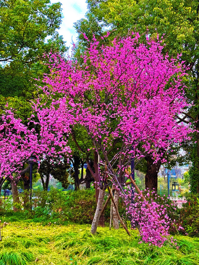 春日揚州：邂逅桃花與運河盛景