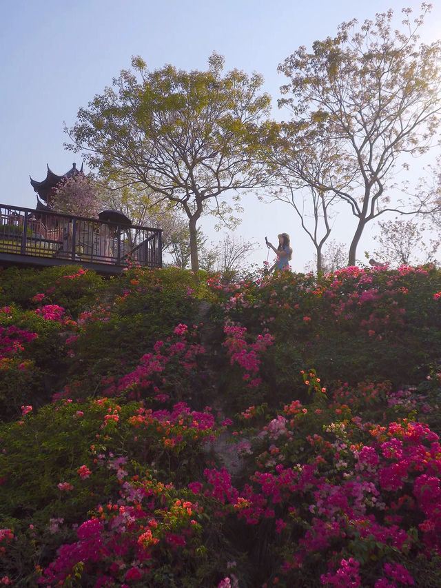 🌳深圳玉龍公園 | 鬧市中的隱世桃源