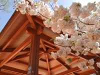 🌸在釜山民主公園，邂逅春天的粉色來信
