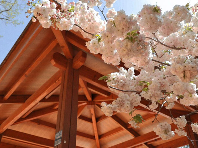 🌸在釜山民主公園，邂逅春天的粉色來信