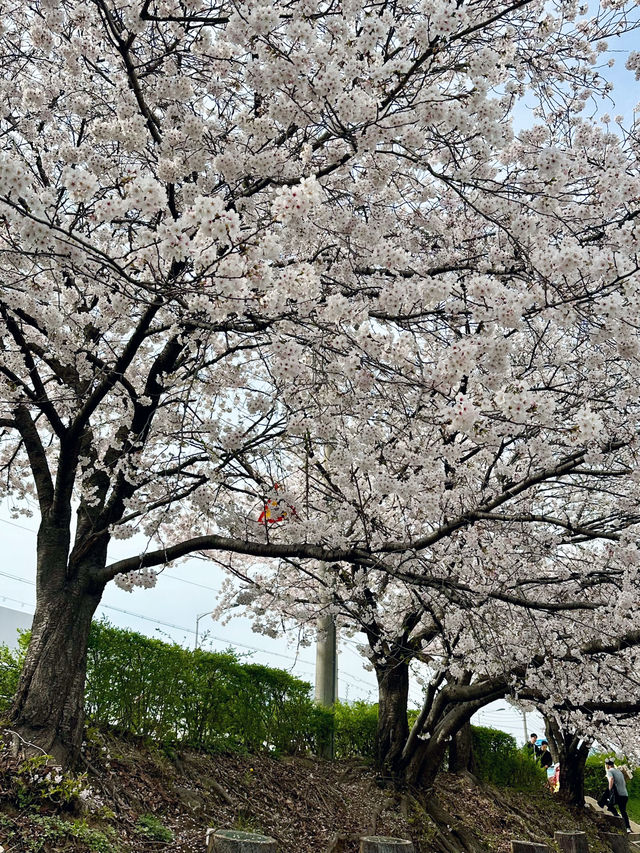 📍 濟州島櫻花 | 韓系浪漫賞櫻勝地