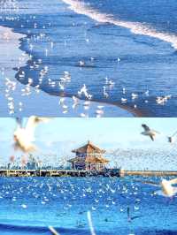 "青島遊：啤酒泡芙下，海鷗帶笑飛"