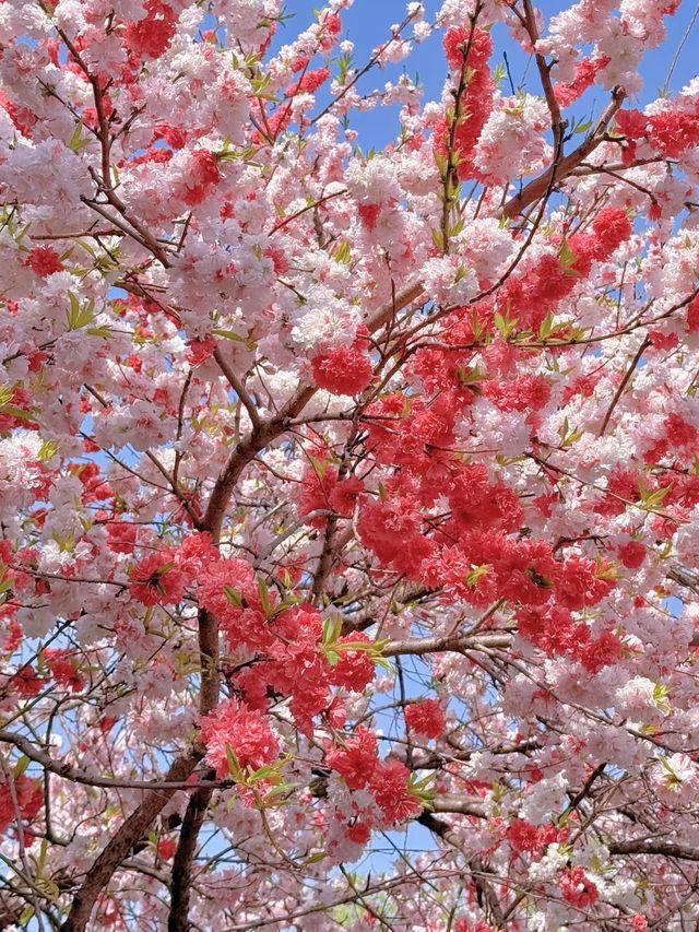 揚州桃花秘境：避開人潮嘅春日小眾玩法
