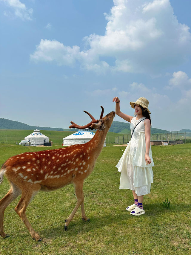 呼倫貝爾超詳細旅遊攻略，必看