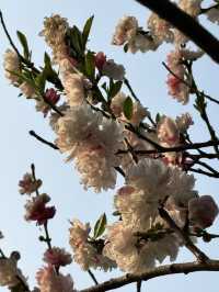 Spring in Hangzhou is the best