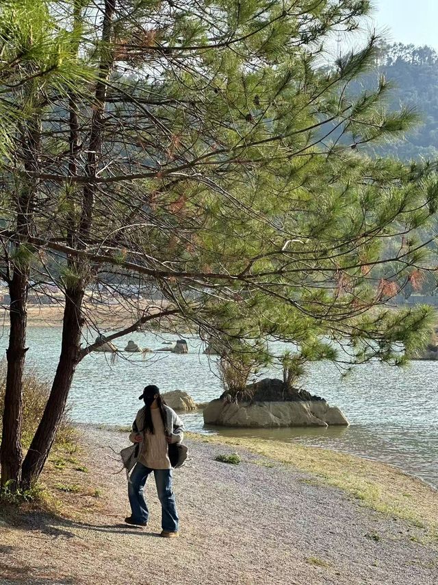 清遠的北歐暮光松林