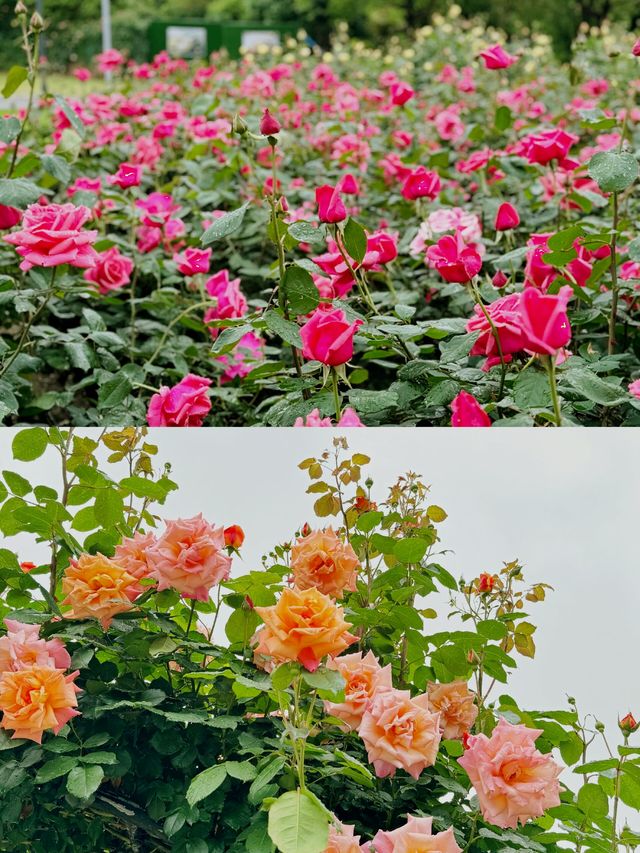 太倉玫瑰莊園：江南的浪漫詩行
