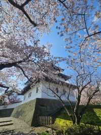 🌸北海道松前公園 | 櫻花盛開的絕美時光🌸