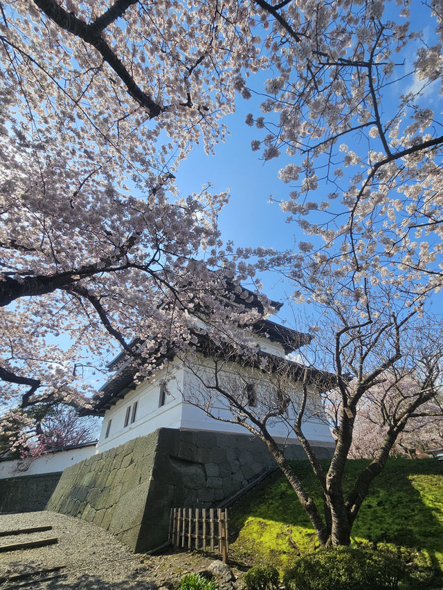 🌸北海道松前公園 | 櫻花盛開的絕美時光🌸