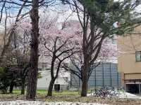 🌸🌸🌸北海道大學的櫻花，簡直美到犯規！