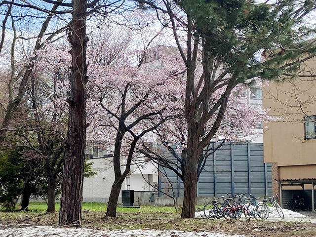 🌸🌸🌸北海道大學的櫻花，簡直美到犯規！