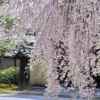 🌸京都高台寺 | 闖入古寺與櫻花交織的絕美秘境