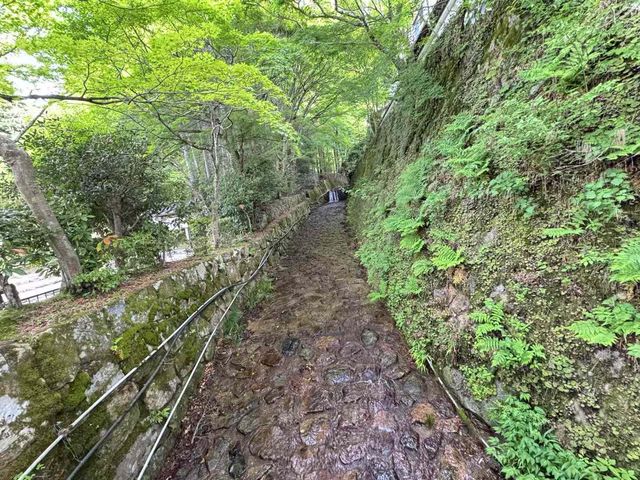 【京都 · 三千院｜歲月靜好】