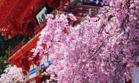 日本關西秘境──大阪勝尾寺