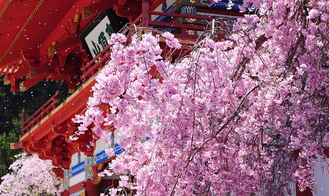 日本關西秘境──大阪勝尾寺