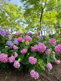 武漢中山公園：繡球花花海夢幻之境